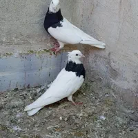 طوقی واکسی|پرنده|دره شهر, |دیوار