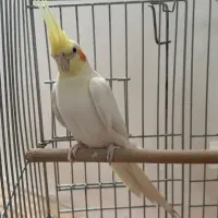 عروس ماده بالغ آماده