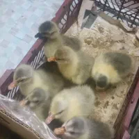 جوجکه بازی محلی اصل