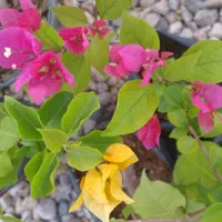 نهال نارگیل و گل های گرمسیری|گل و گیاه طبیعی|بندرعباس, |دیوار