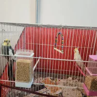 عروس هلندی