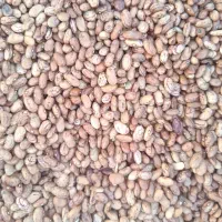 لوبیا چیتی درجه یک کردستان