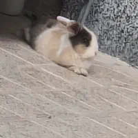 خرگوش باهوش