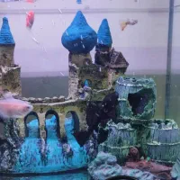 آکواریوم (دلسا)|ماهی|قدس, شهر‌قدس|دیوار