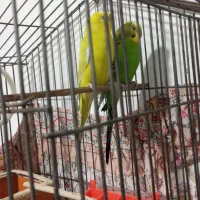 مرغ عشق|پرنده|ملارد, |دیوار