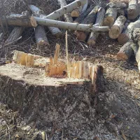 خریدوفروش انواع درخت وچوب با قیمت روز بازار