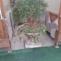 گلدان سیمانی