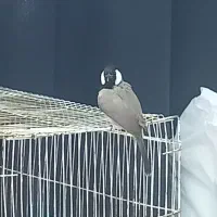 پرنده خوش صدا