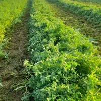 یونجه  بسته‌