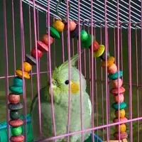 طوطی عروس گم شده