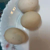 تخم مرغ محلی