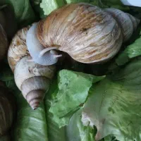 حلزون پرورشی