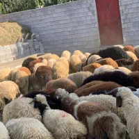 بره نر