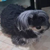 تریر 12 ساله ماده عقیم شده