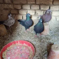 کفتر تهرونی پرشی|پرنده|خمینی‌شهر, |دیوار