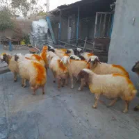 هجده عدد کاور پرواری|حیوانات مزرعه|چرداول, |دیوار