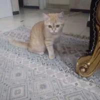 گربه  اسکاتیش NAI 12