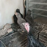 بوقلمون سیاه و مرغ مرندی کوکو وسیاه|حیوانات مزرعه|خوی, |دیوار