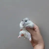 همستر بامزه