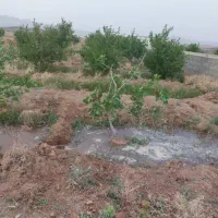 فروش باغ زراعی با درختان پسته و انار|فروش دفتر صنعتی، کشاورزی، تجاری|صفادشت, |دیوار