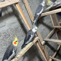 طوطی عروس|پرنده|نوشهر, |دیوار