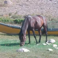 اسب گمشده در منطقه منجیل جمال آباد
