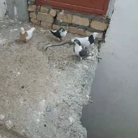 چهارتاکبوترماده‌جوان