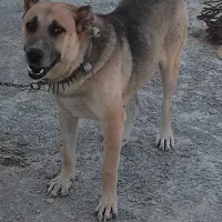 توله‌‌سگ‌سرابی|سگ|شیروان (خراسان), |دیوار