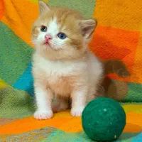 نژادهای خاص چشم آبی