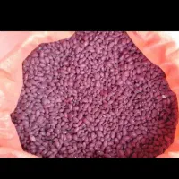 لوبیا‌قرمز‌‌بجاری‌شد