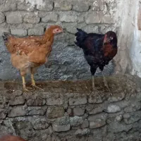 مرغ نوچه|حیوانات مزرعه|سنگدوین, |دیوار