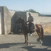 مادیان کرد