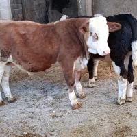 دوراس گوساله نر سیمینتال آنتیک آنتیک جنس بالا|حیوانات مزرعه|سیوان, |دیوار