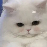 گربه