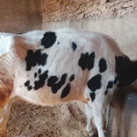 گاو نر سیصد وسی کیلویی|حیوانات مزرعه|تاکستان, |دیوار