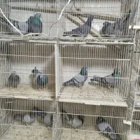 کبوتر جدیدرسید ۸/۱۹حراج سواکن و جداکن ۱۲۰|پرنده|کرج, حیدرآباد|دیوار