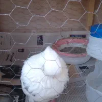 حیوانات کبوتر|پرنده|ساری, |دیوار