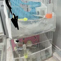 عروس هلندی جفت معاوضه با گندم