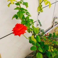 فروش زاموفیلیا ی سبز   با۱۰%تخفیف|گل و گیاه طبیعی|سرپل ذهاب, |دیوار