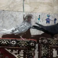 پرنده کبوتر تهرانی|پرنده|زابل, |دیوار