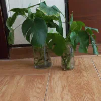 قلمه سینگونیوم وبرگ انجیری وگلدونها