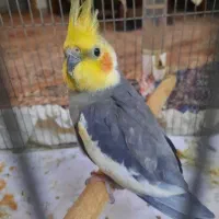 عروس هلندی نر اماده