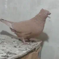 کبوتر|پرنده|شیراز, شهرک مهدیه|دیوار