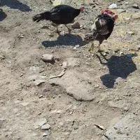 فروش بوقلمون|حیوانات مزرعه|سقز, |دیوار