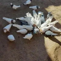 طوقی|پرنده|سبزوار, عارف|دیوار