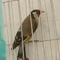 سهره.سقا|پرنده|کرمان, |دیوار