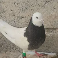 کبوتر طوقی سیاه