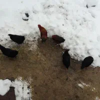 فروش مرغ توتک