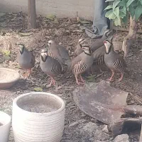 پرنده نر  خانگی