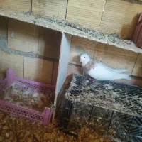 کبوتر سینه ای و طوقی|پرنده|اهواز, فرهنگ شهر|دیوار